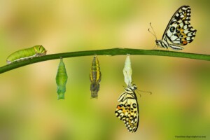 Transformation: Vderhalten verändern
