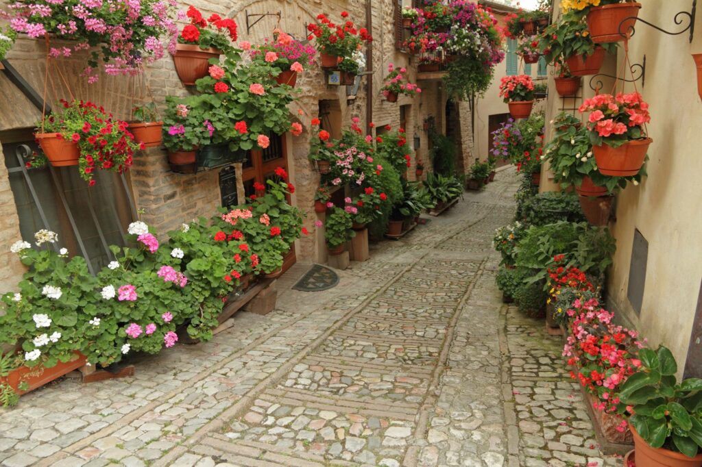 Traumleben - Eine steinige Gasse voller Blumen.