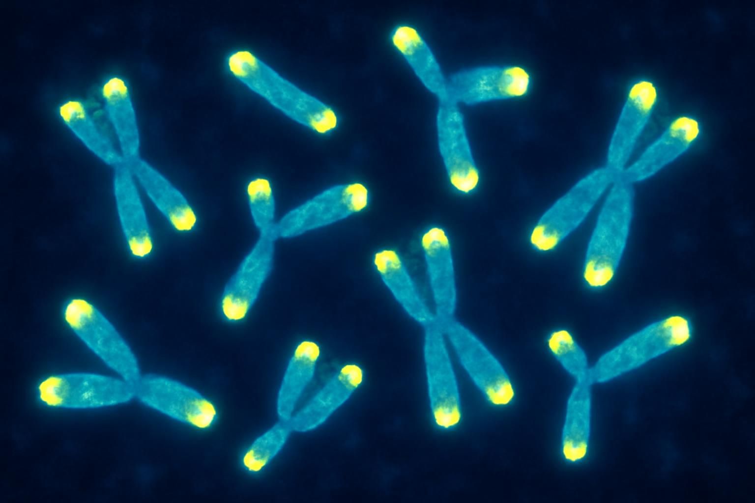 Telomere Telomere